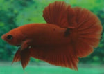 Bettas "Betta splendens"