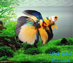 Bettas "Betta splendens"