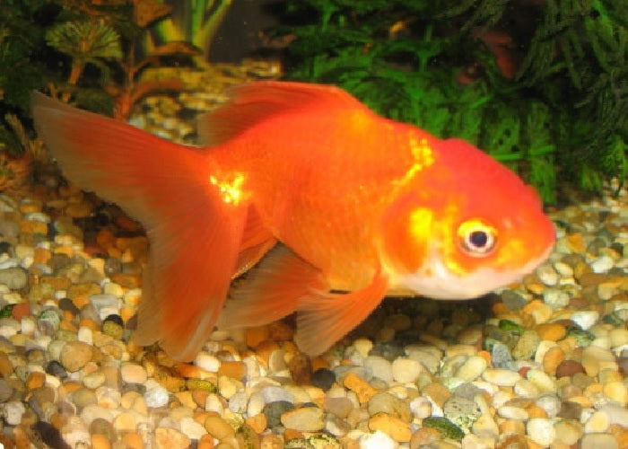 Jellyhead Goldfish "Carassius  auratus" - Assorted - 2"