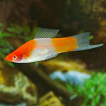 Swordtails "Xiphophorus helleri"