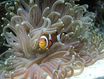 Long Tentacle Anemone "Heteractis malu" "Macrodactyla doreensis"
