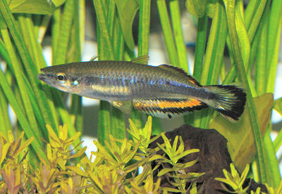 Madagascar Rainbowfish "Bedotia geayi"
