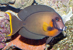 Mimic Tang  "Acanthurus pyroferus"