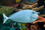 Bluespine Unicorn Tang "Naso unicornis"