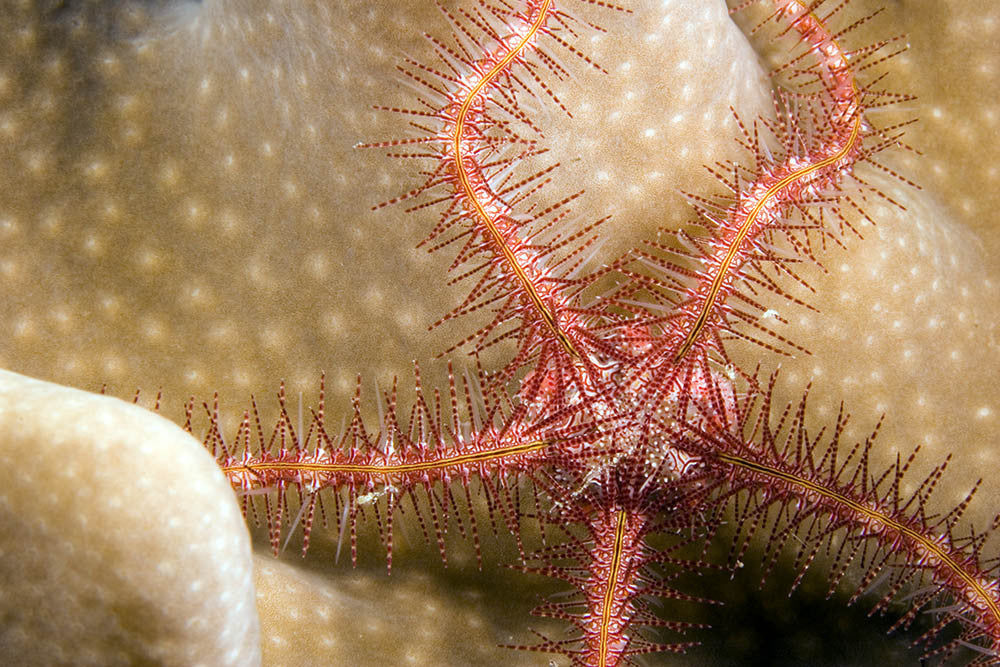 Brittle Starfish