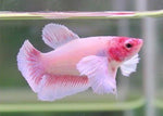 Bettas "Betta splendens"