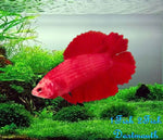 Bettas "Betta splendens"