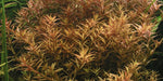 Tropica 1-2 Grow  - PRE ORDER PLANTS ONLY