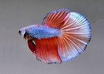 Bettas "Betta splendens"