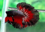 Bettas "Betta splendens"