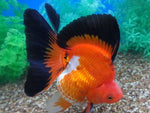 Ryukin Goldfish "Carassius auratus auratus" - 2''
