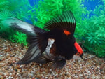 Ryukin Goldfish "Carassius auratus auratus" - 2''