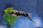 Swordtails "Xiphophorus helleri"