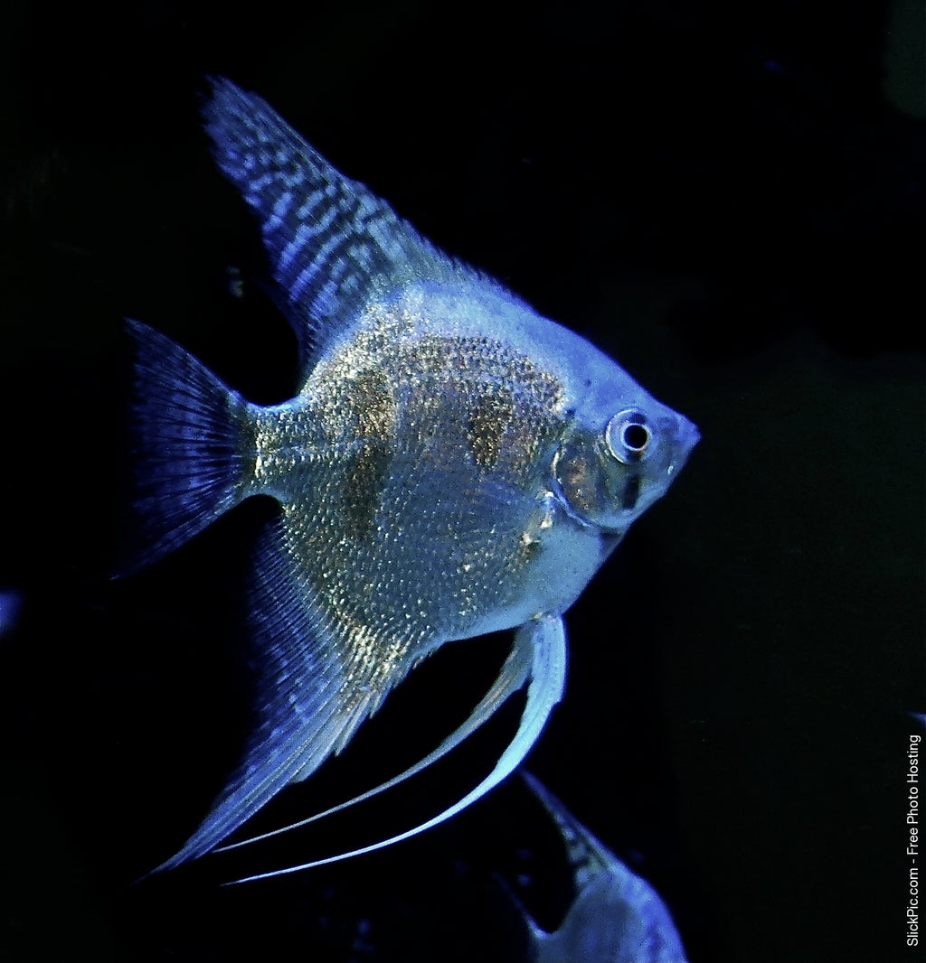 Blue Pinoy Angelfish