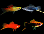 Swordtails "Xiphophorus helleri"