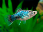 Platy Fish ''Xiphophorus maculatus''