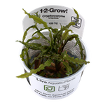 Tropica 1-2 Grow Plants
