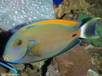 Fowler's Tang "Acanthurus fowleri"