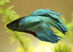 Bettas "Betta splendens"