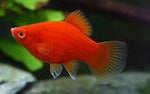 Platy Fish ''Xiphophorus maculatus''