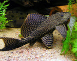 L083 - Sail Fin Pleco - "Pterygoplichthys gibbiceps"