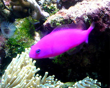 Purple Dottyback "Pseudochromis porphyreus"