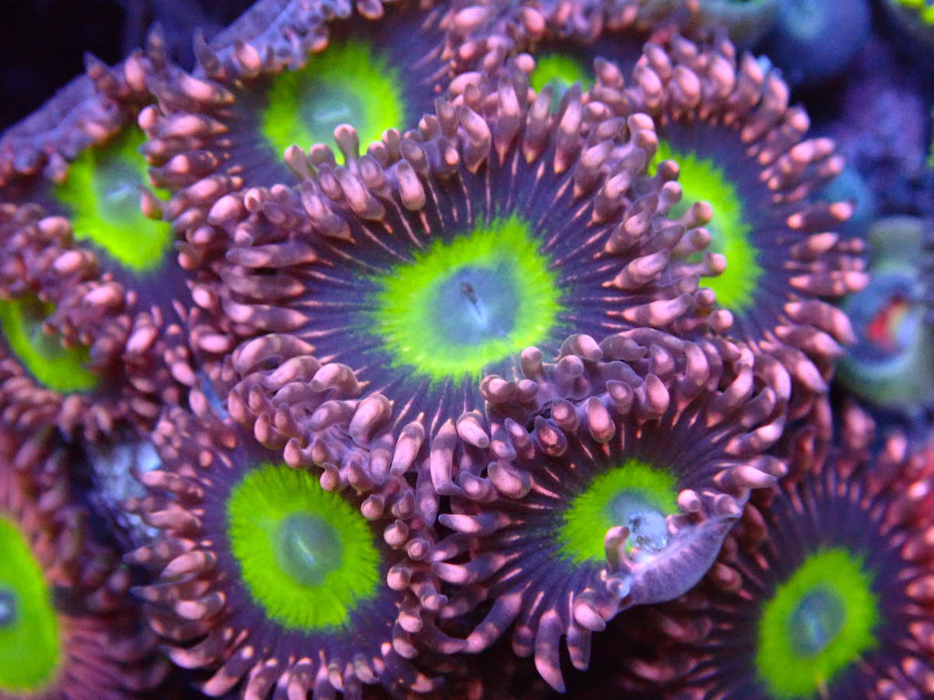 Cornbred Omega Zoa