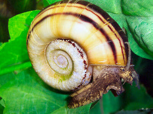Giant Ramhorn Snail