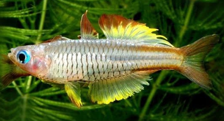 ivantsoff blue eye rainbowfish