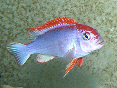 Seachem Purigen – 1 Fish 2 Fish Dartmouth