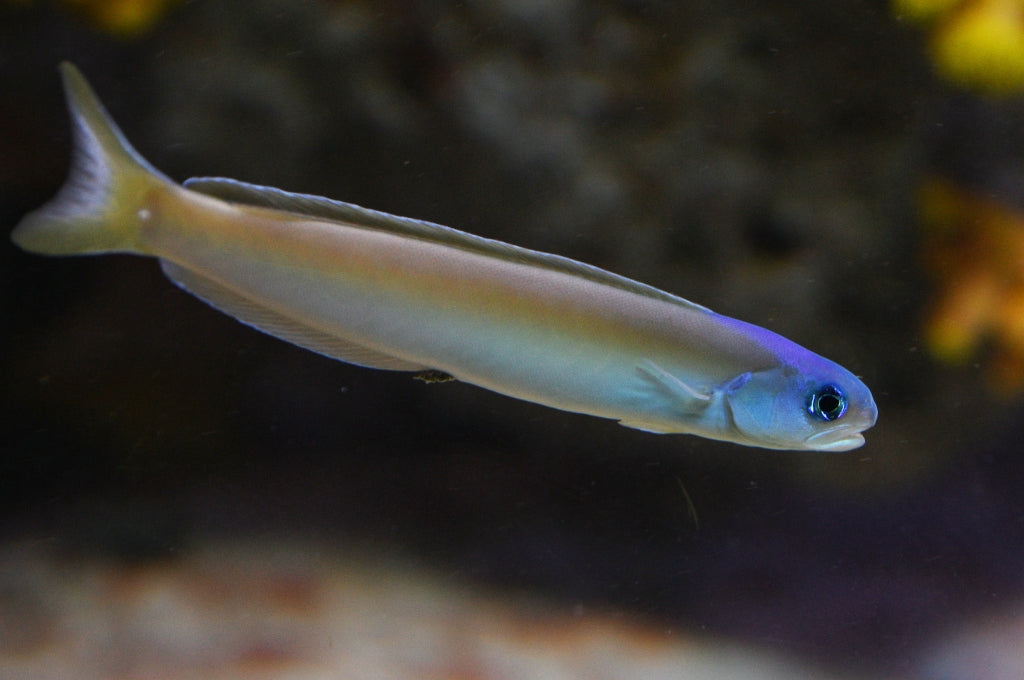 Dusky Tilefish