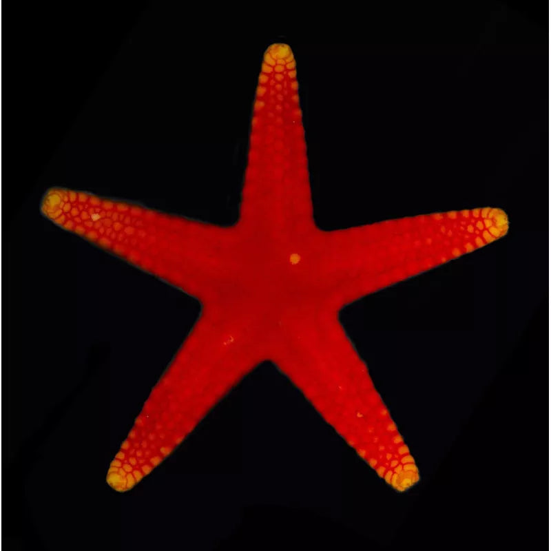 Pacific Sea Star (fromia pacifica)