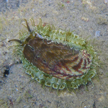 Donkey Ear Abalone Snail