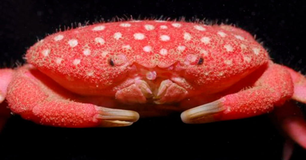 Strawberry Crab