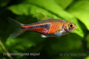 Lambchop Rasbora