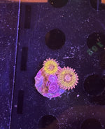 Zoas