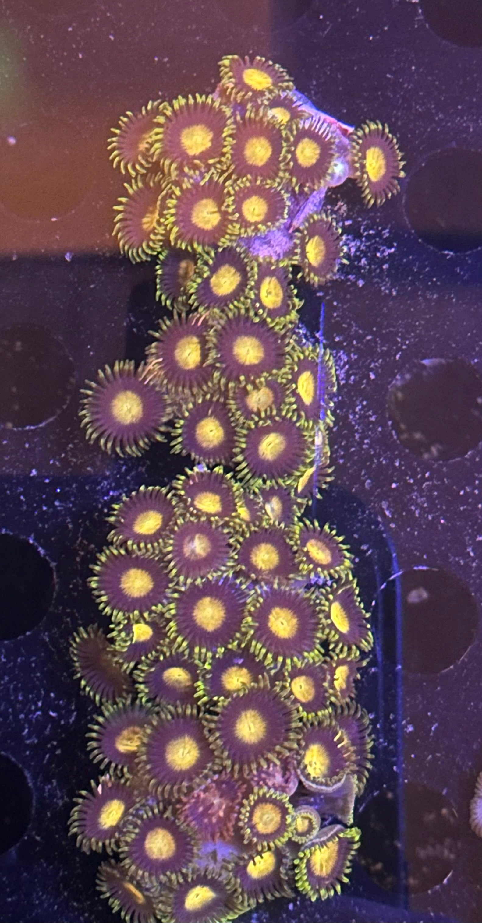 Zoas