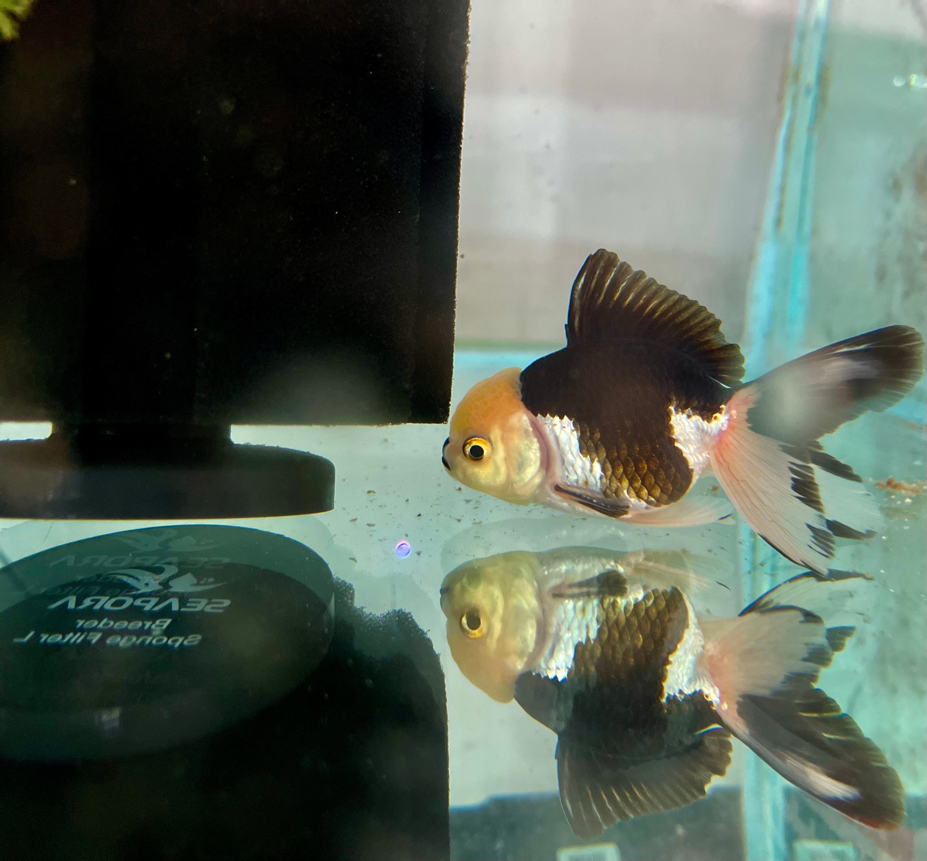 Oranda Goldfish "Carassius auratus"