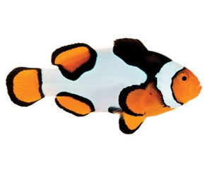 Captive bred Clownfish