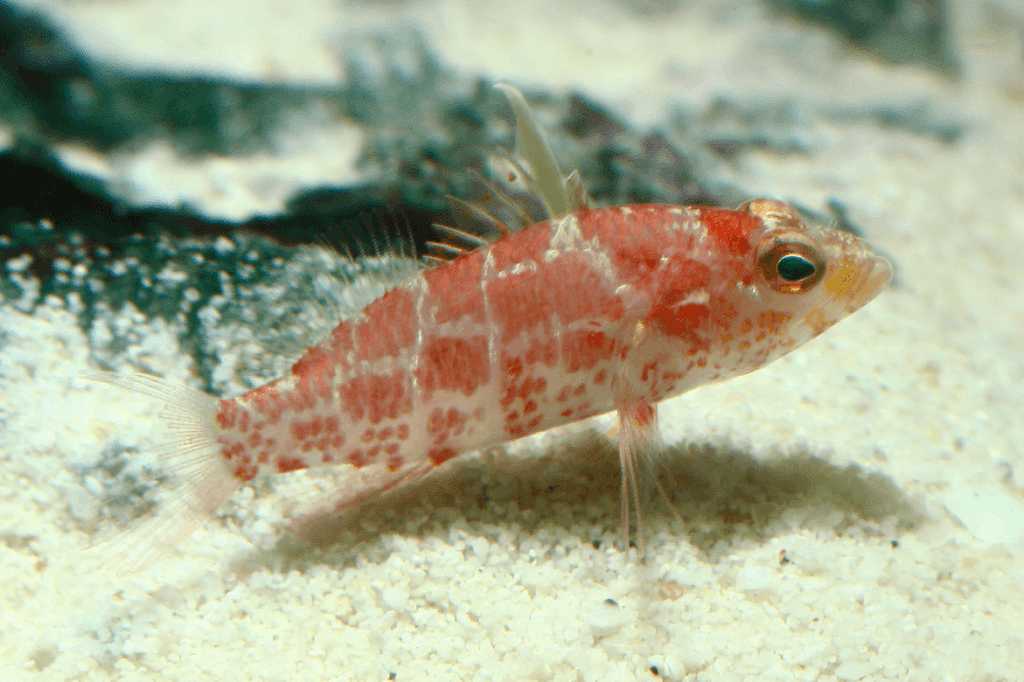 Geometric Pygmy Hawkfish