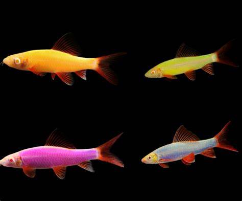 Glofish - Tetra and Danio and Rainbow Sharks