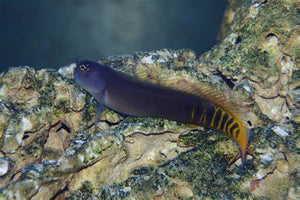 Gulf Blenny