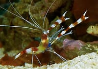 Yellow Banded Coral Shrimp