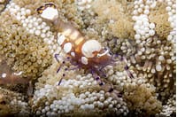 White Spot Anemone Shrimp