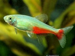 Green Fire Tetra