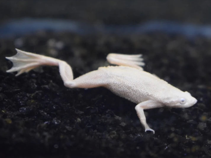 Platinum Dwarf Frogs