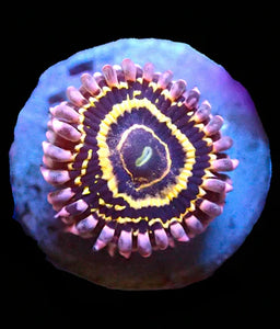 Stratosphere zoa