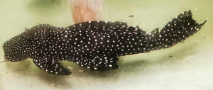 L240 Spotted Vampire Pleco