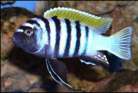 Jalo Reef