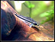 Pygmy corydoras (Corydoras pygmaeus,)